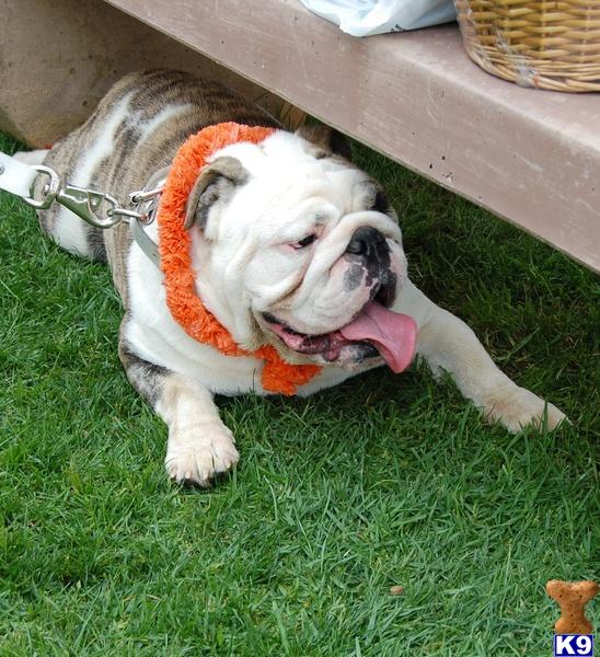 Dogs - Bulldog